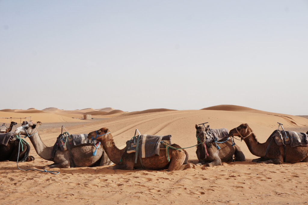 Camel rides at Erg Chebbi, Morocco